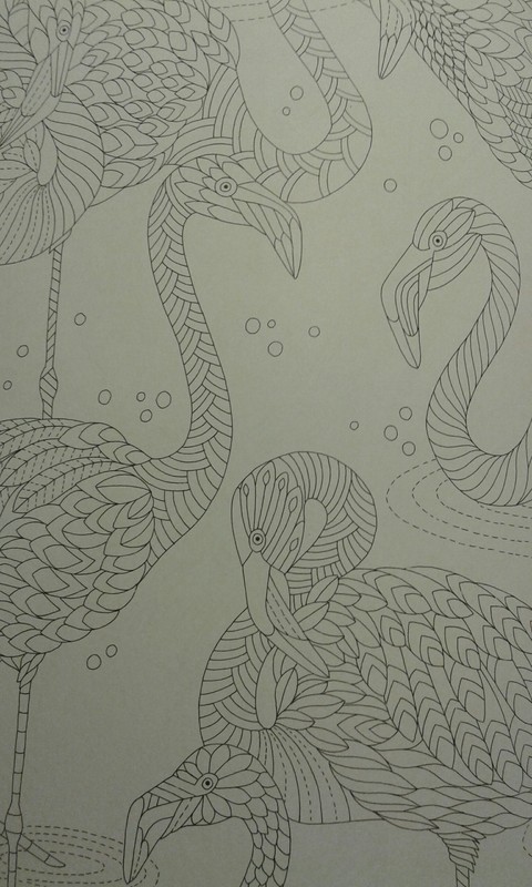 Flamingos