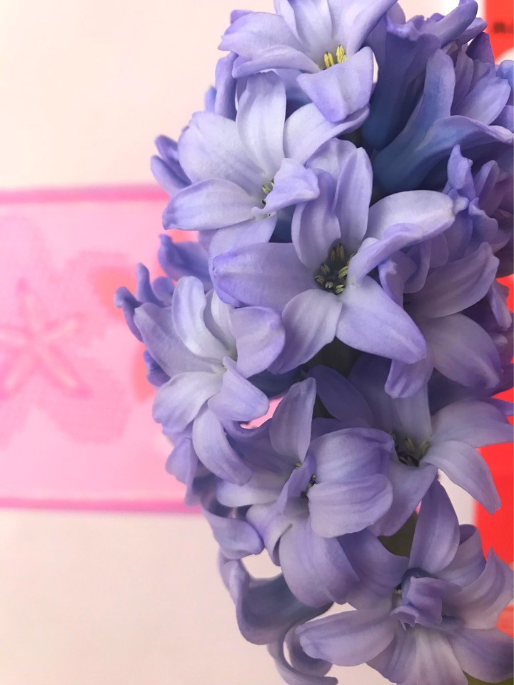magic flowers