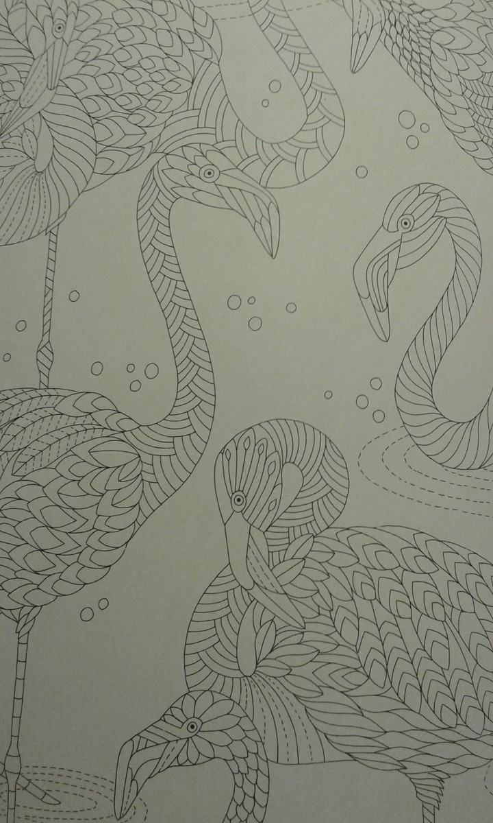 Flamingos