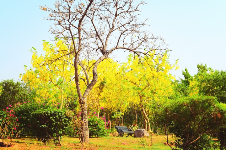 nature