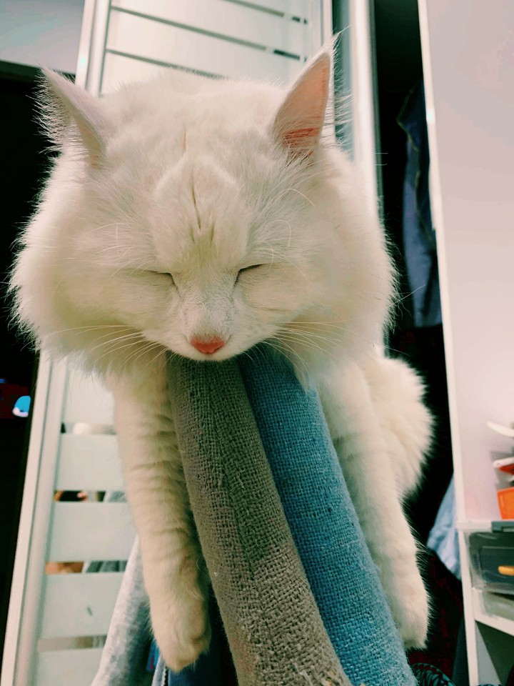 sleeping beauty
