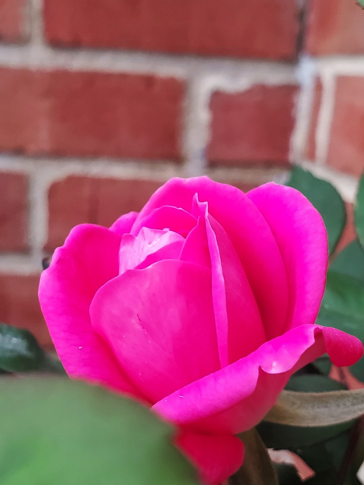 pink rose
