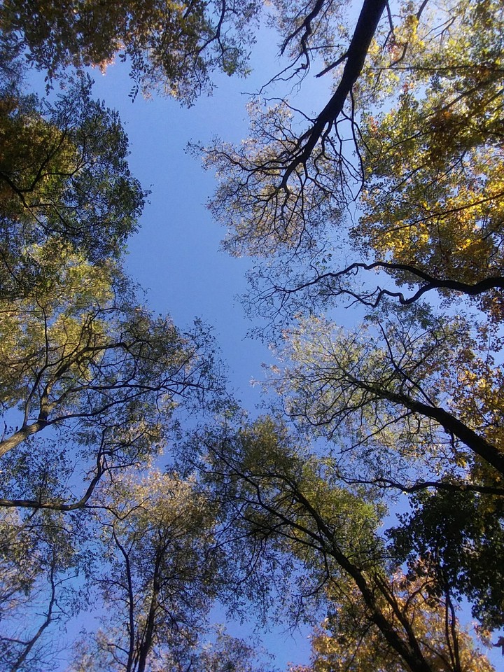 forest