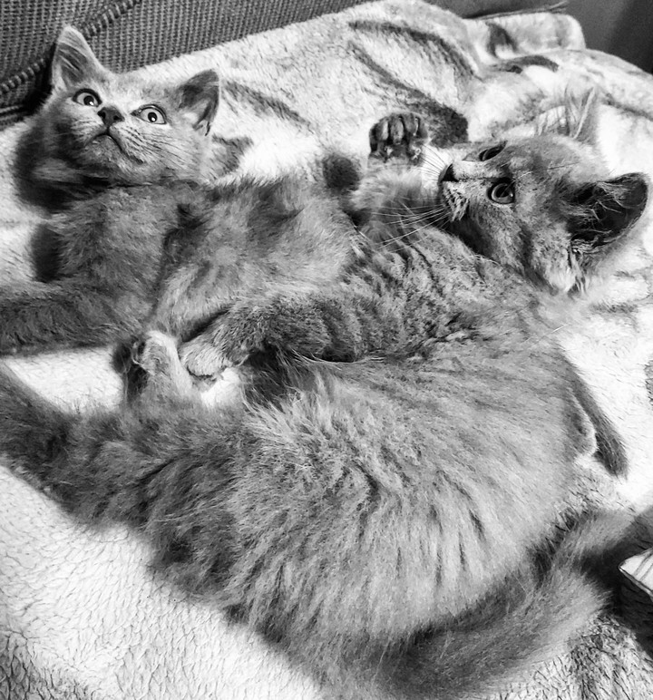 kitty