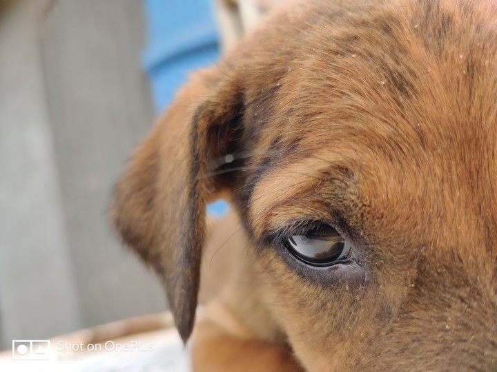 puppy