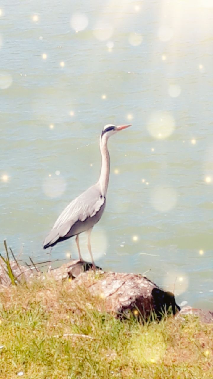 animal