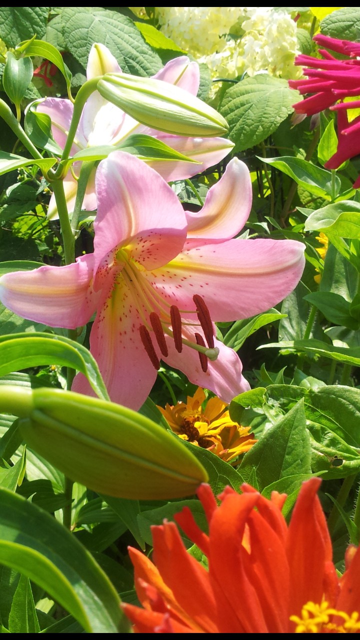 Garden 14