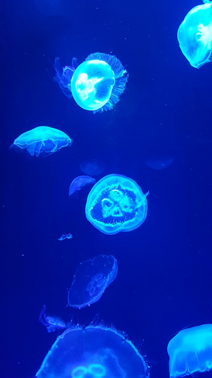 jellyfish