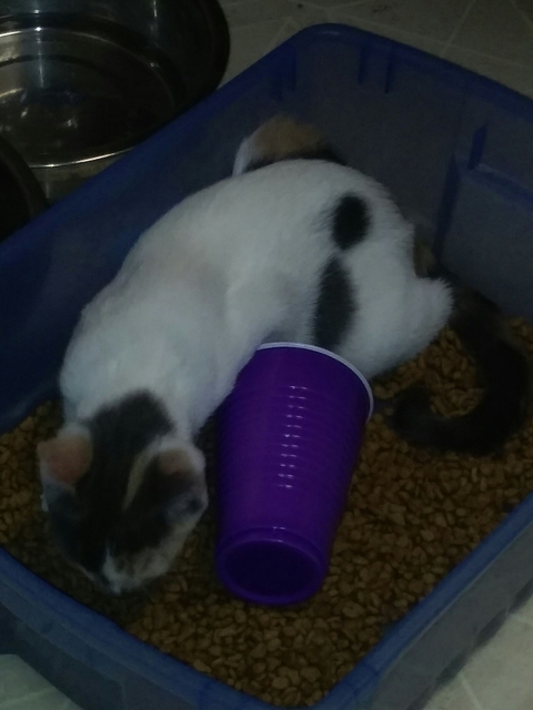 my own kitten in the food tub