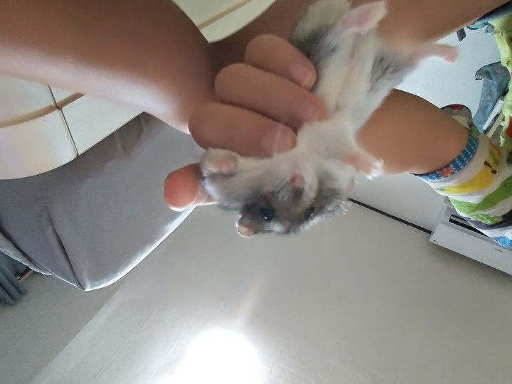 날다람쥐 술법