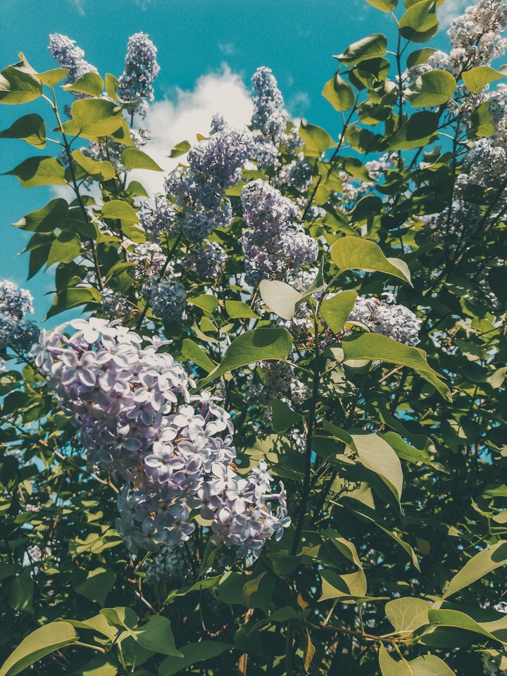 ph: Вика