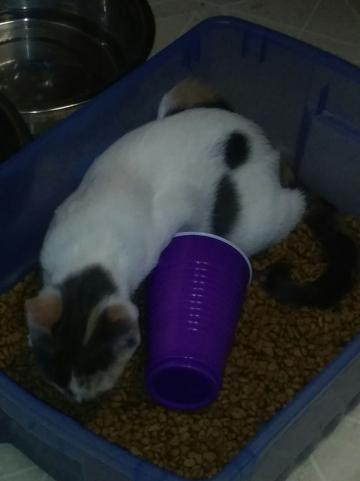 my own kitten in the food tub