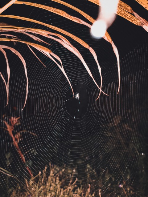 SpiderWeb