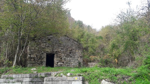 in the wood