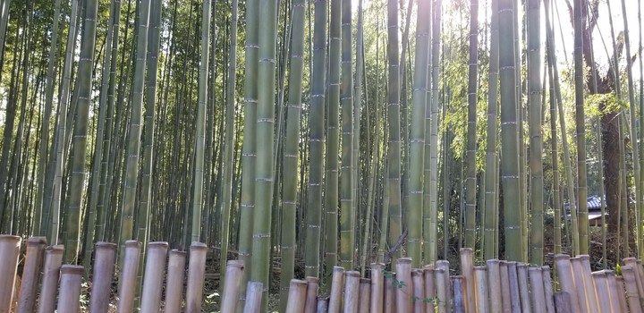 nature
