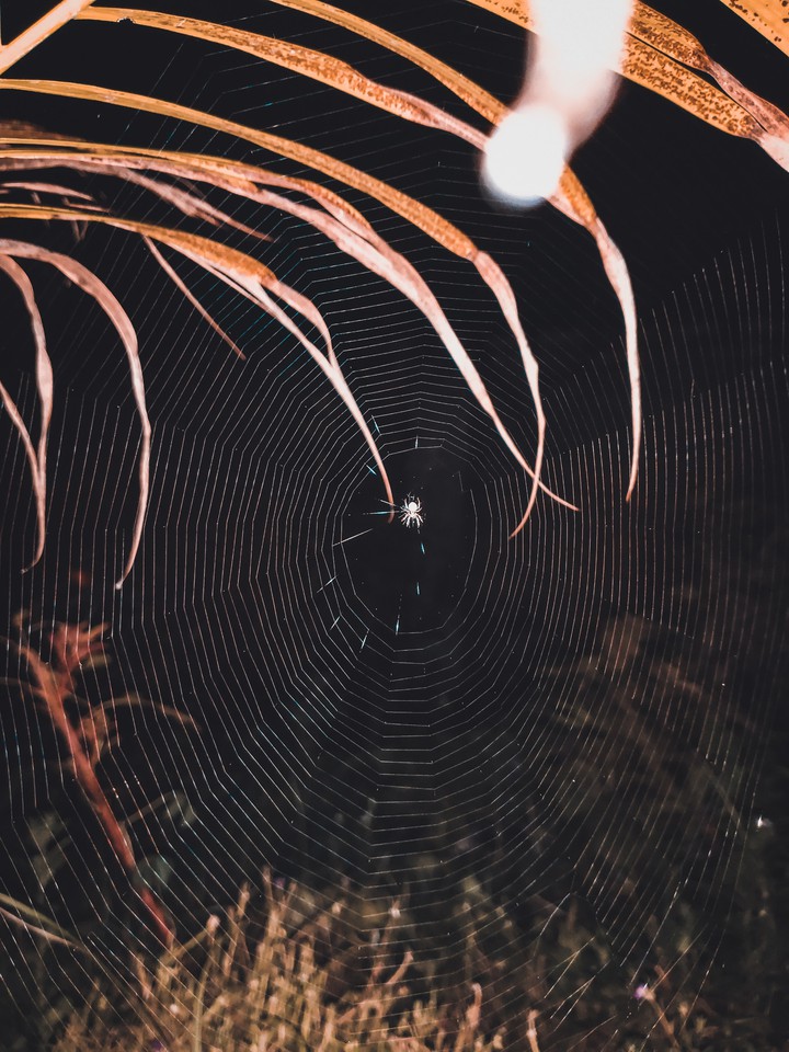 SpiderWeb