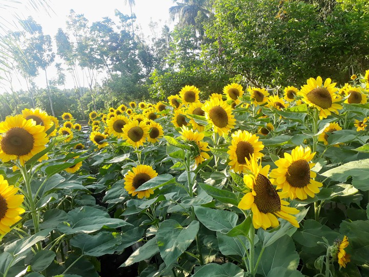 Sunflower