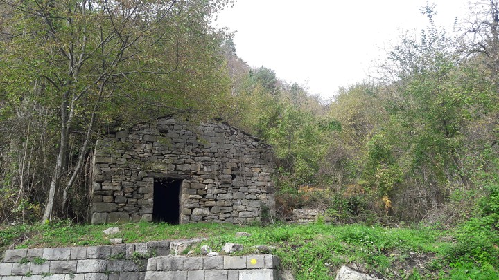 in the wood