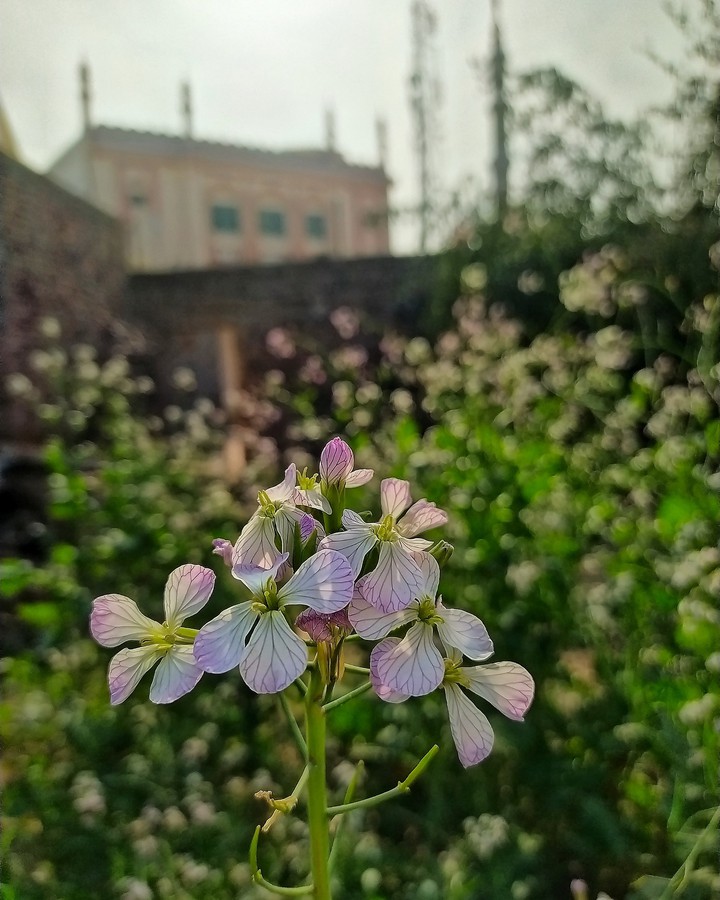 flower photography