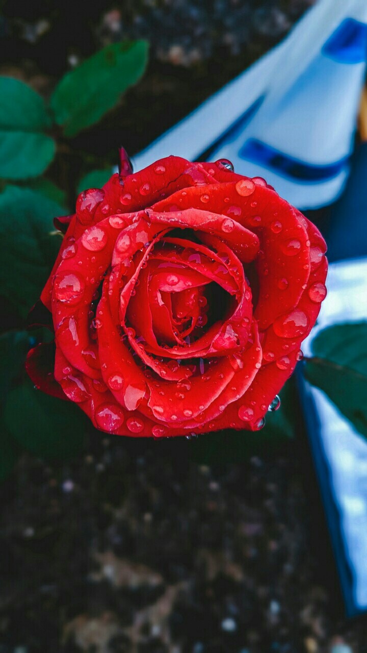 Beautiful Red Rose.....