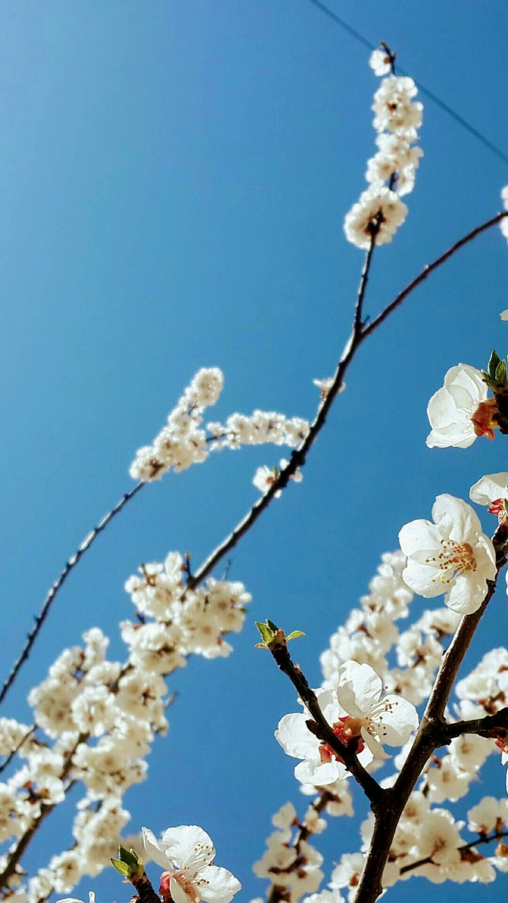tree blossom.