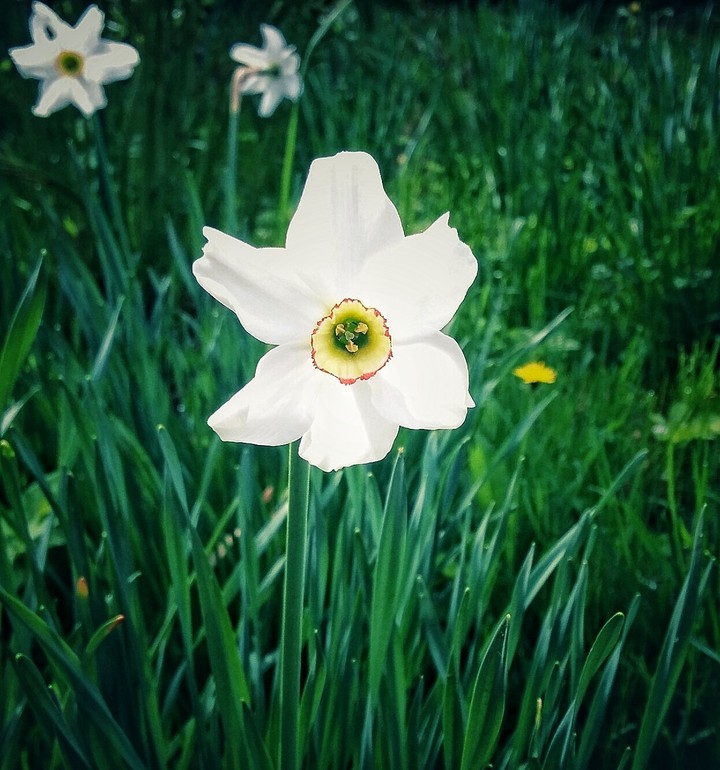 daffodils