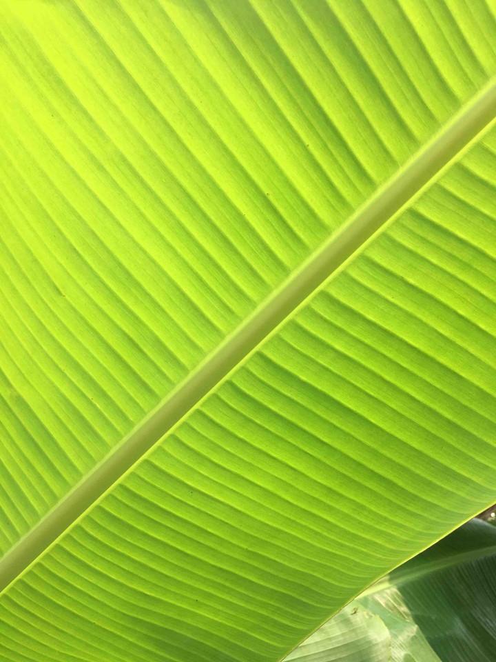 banana leaf