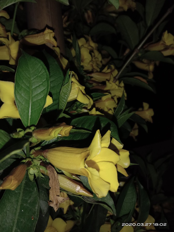 yellow