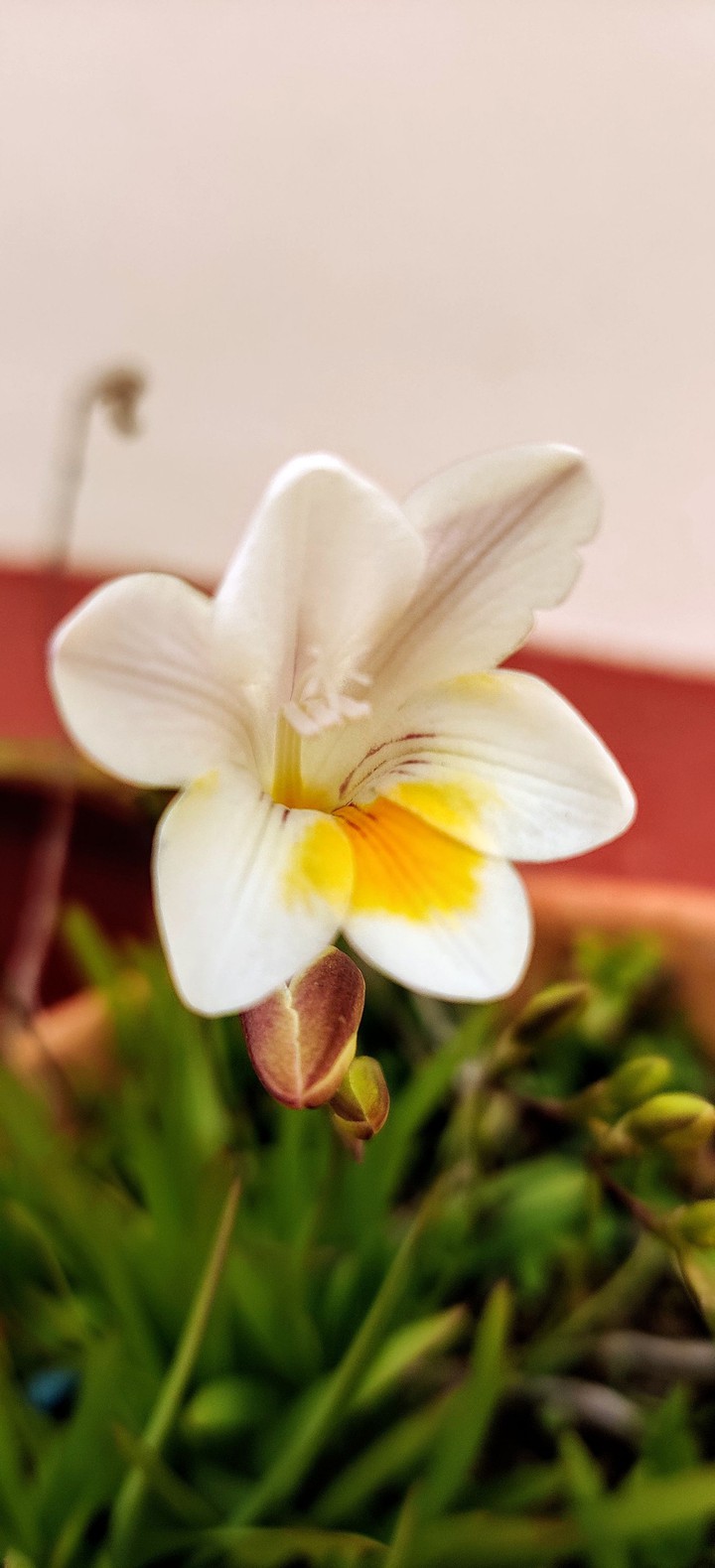 White and yellow