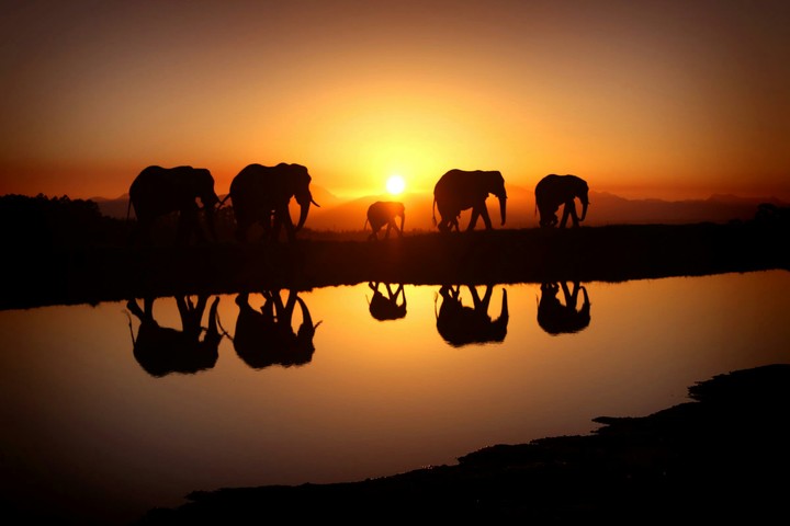 elephant