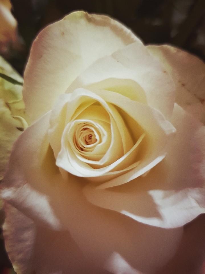 au coeur de la rose pur