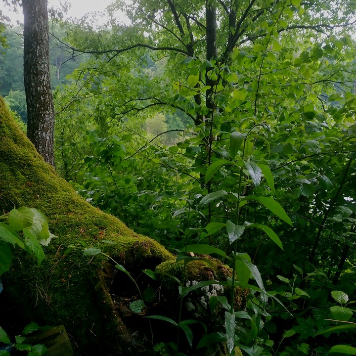 forest