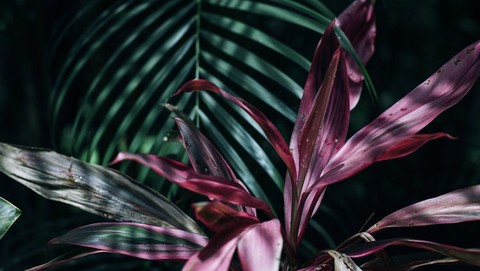 fonds d'écran pink, bromeliads