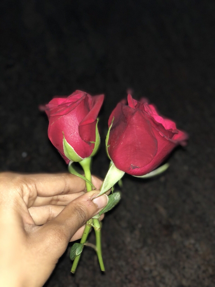 red rose 