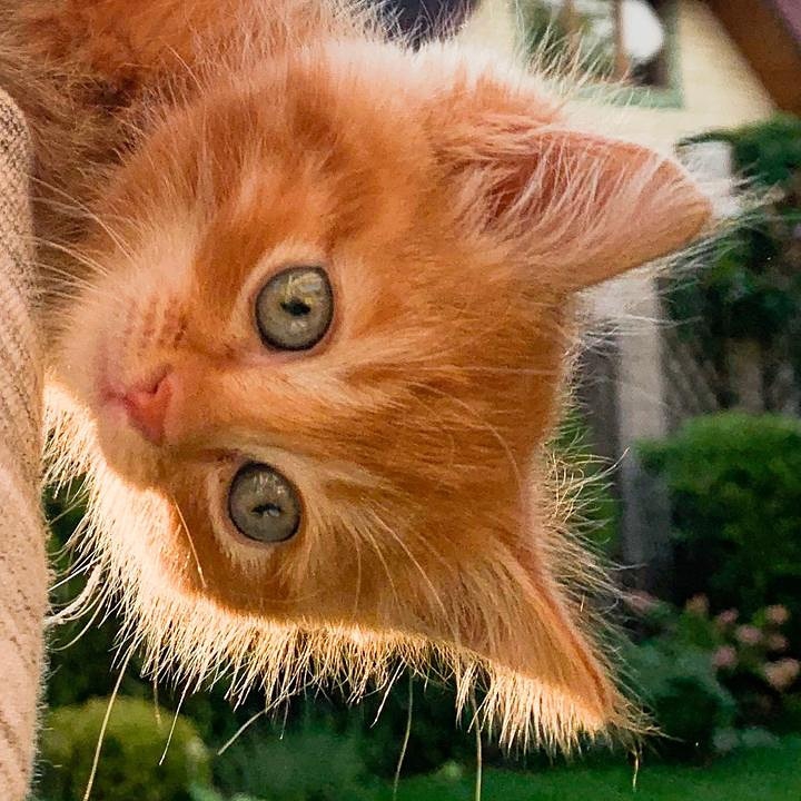 симба ♥️