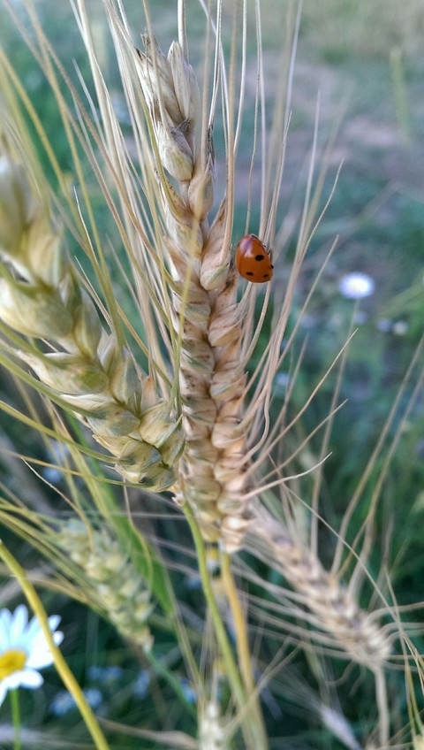 Ladybug