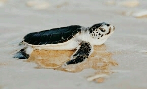 tortuga de agua