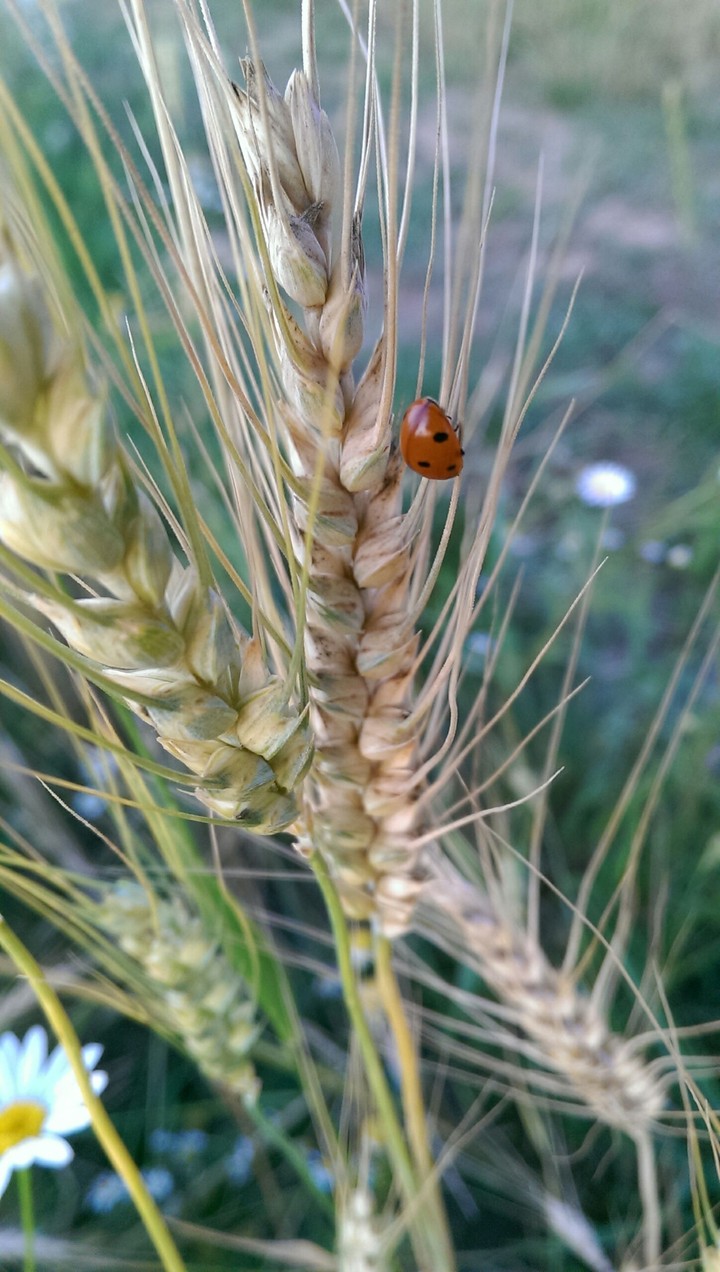 Ladybug