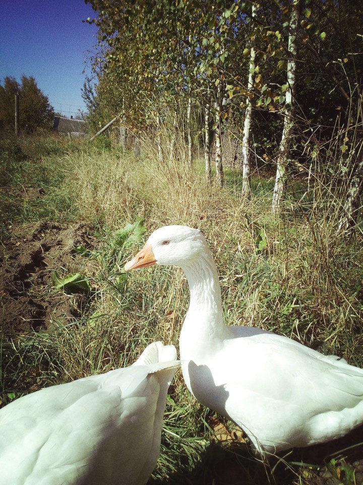 geese