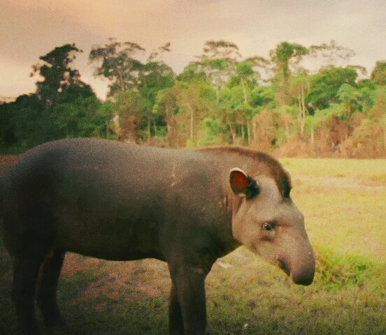 Animal..