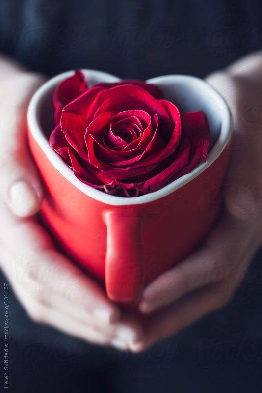 Rose... ❤