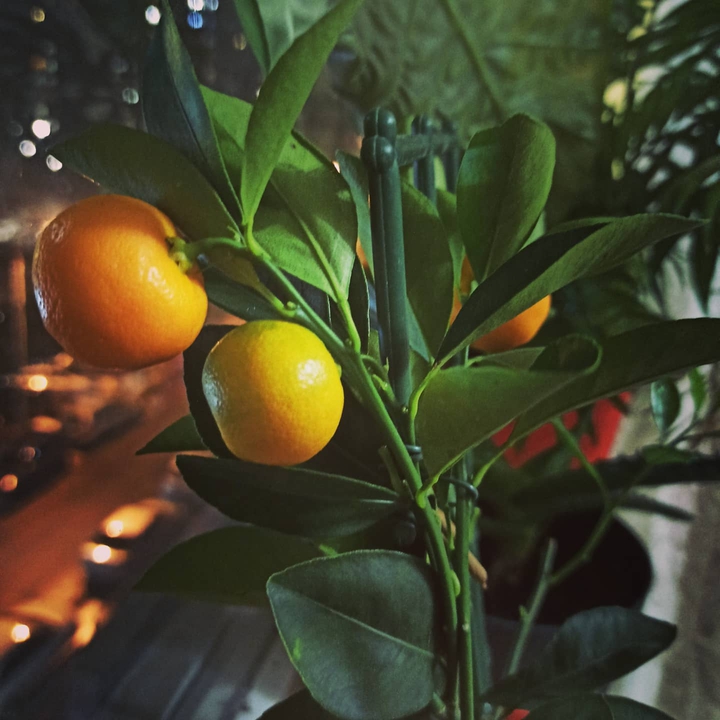 orange