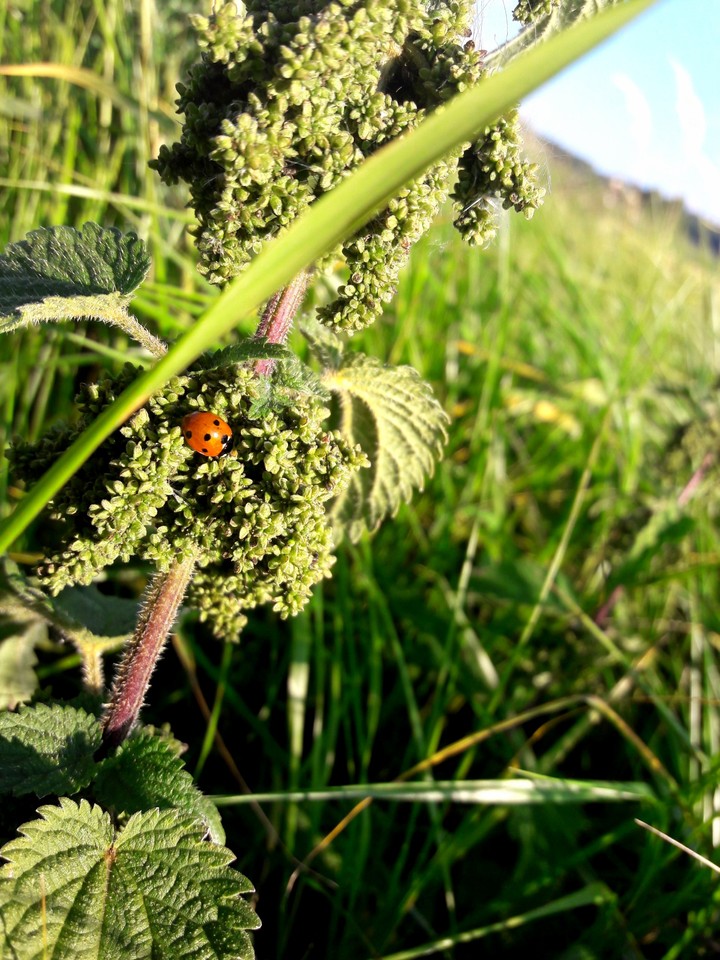 ladybug