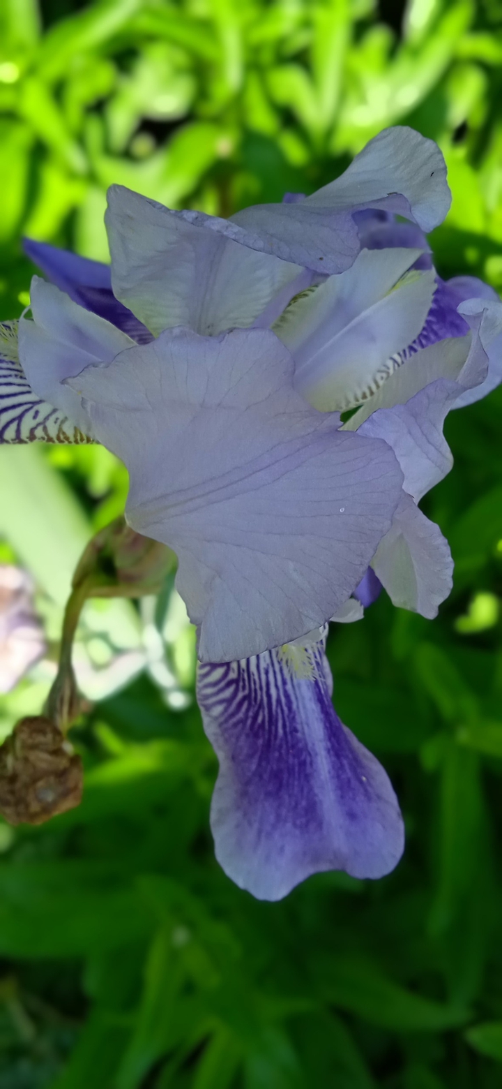 my flower