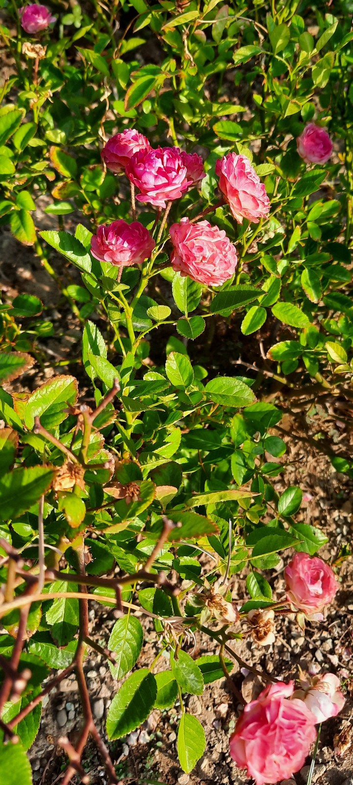 damask rose