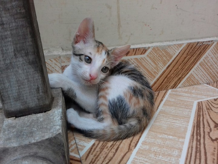 Hello Cat