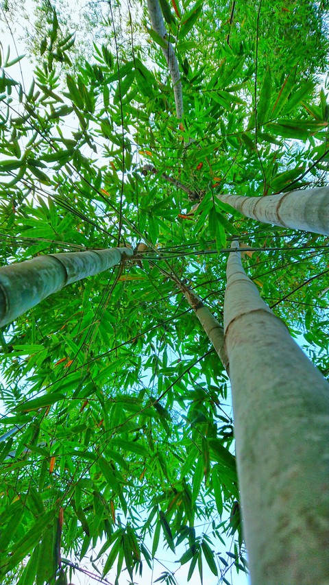 Bamboo