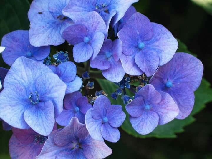 Hydrangea