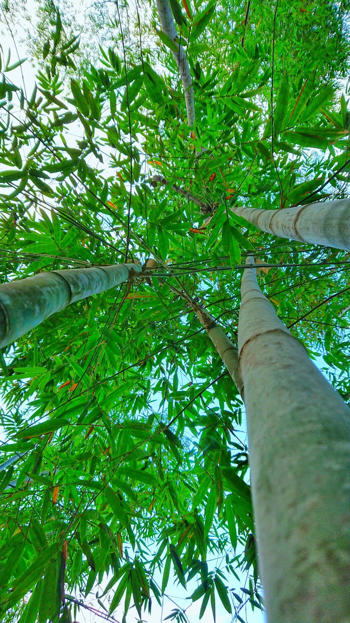 Bamboo
