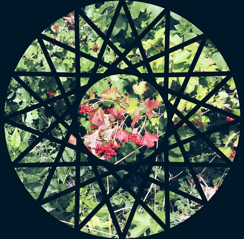 Berries